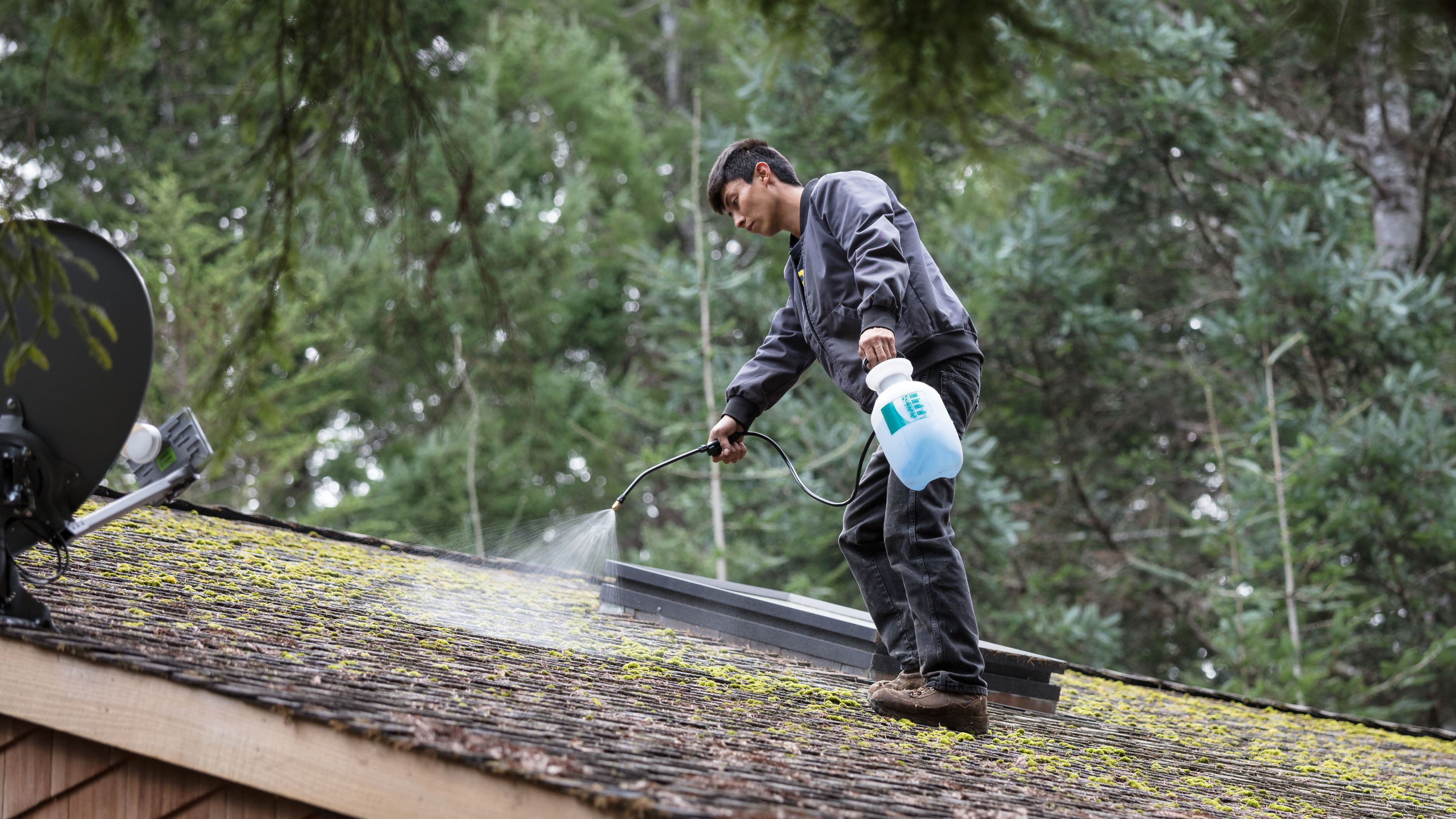 Why Does Moss Grow on Roofs and How Do You Remove It?