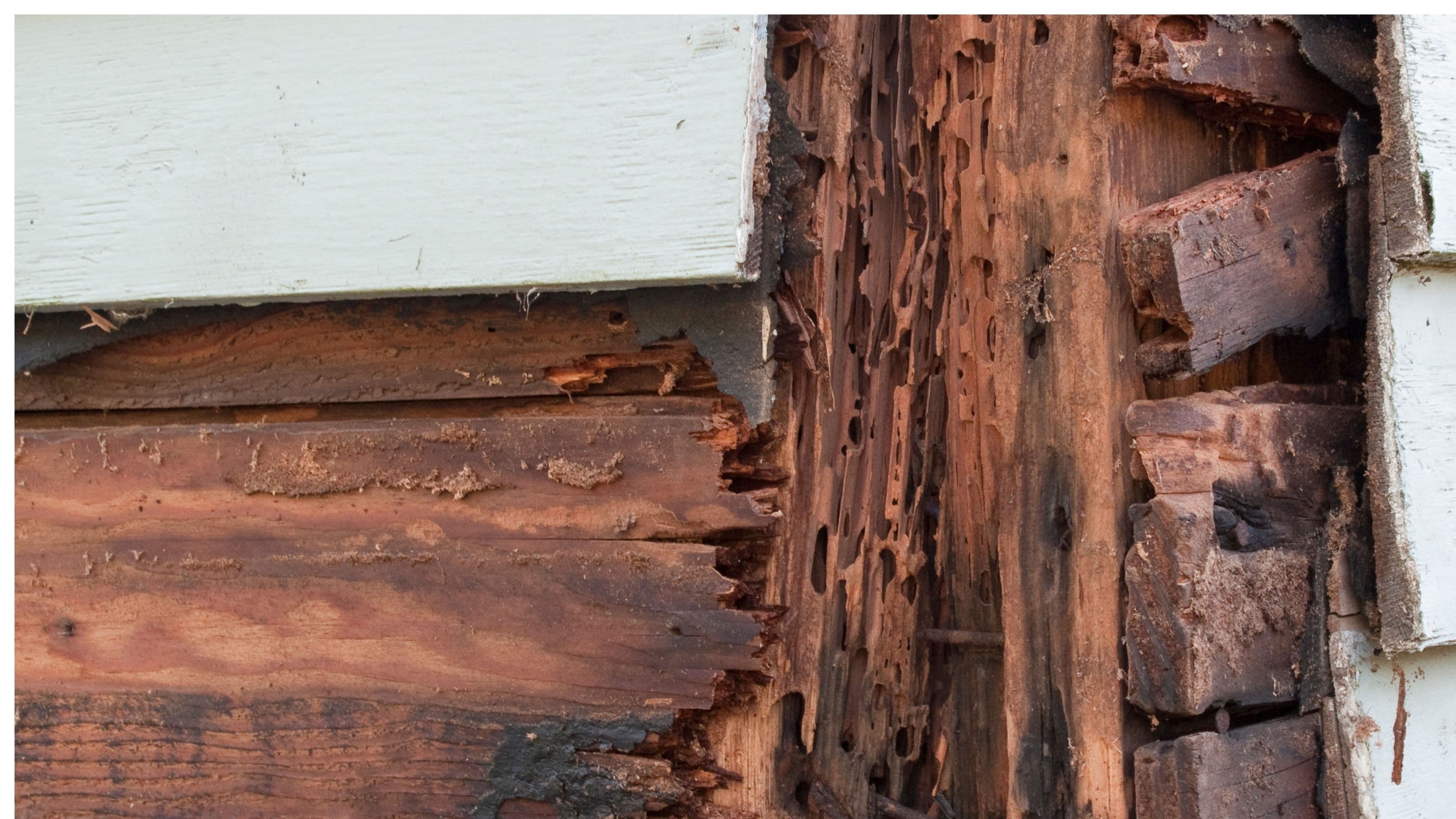 Should You Repair Wood Rot or Replace the Entire Board?